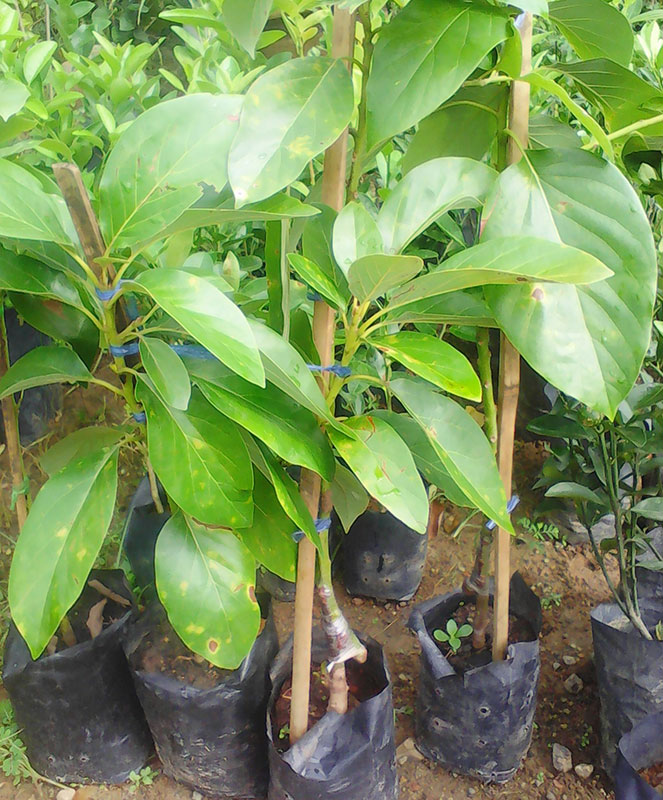 avocado plants