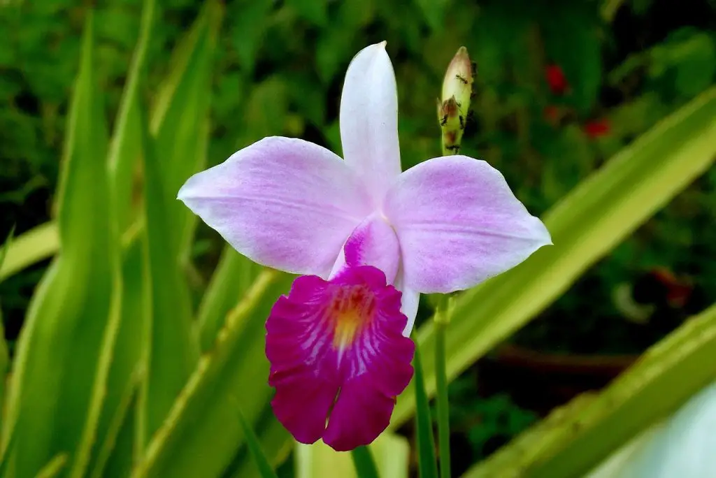 Bamboo Orchid