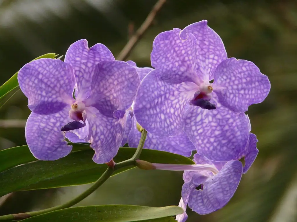 Vanda Orchids