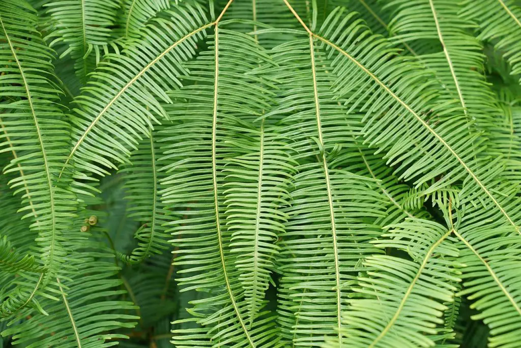 Boston Fern(Nephrolepis Exaltata)