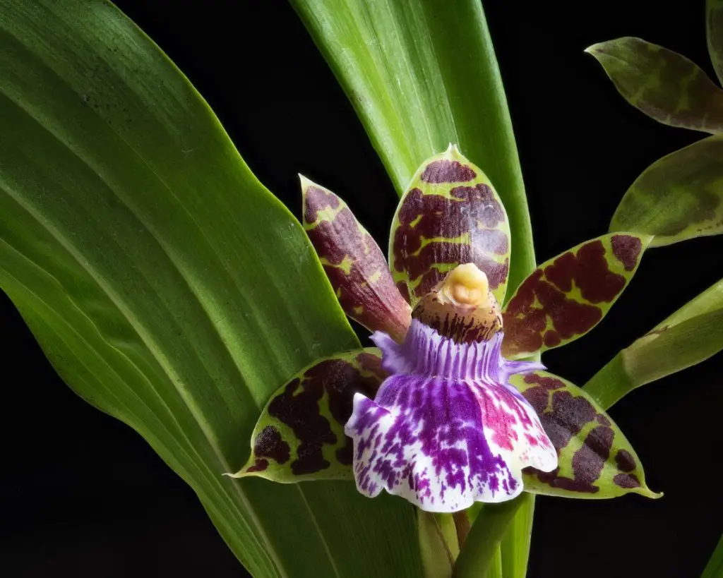 christmas orchids