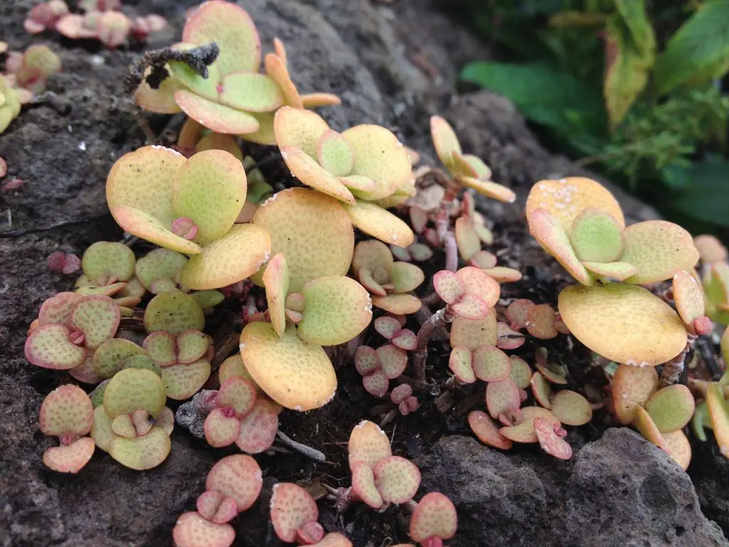 crassula-succulents
