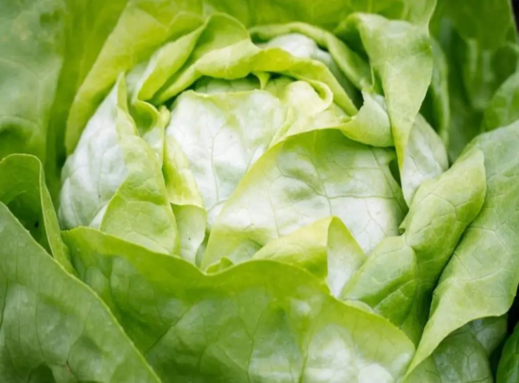 crisphead lettuce