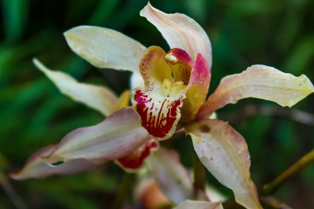 Cymbidium orchids