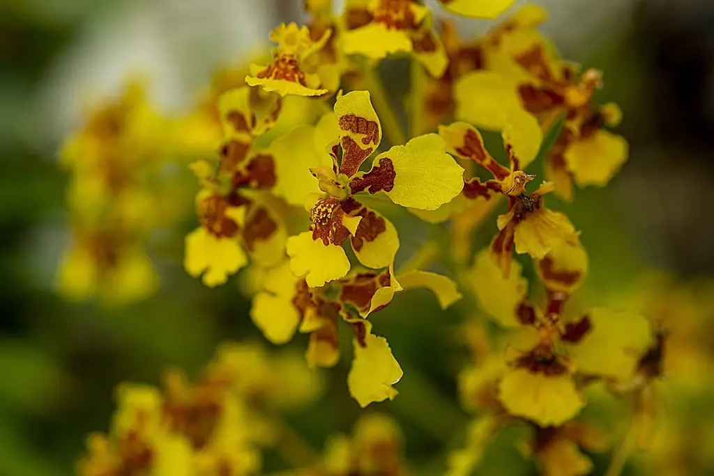 dancing lady orchids