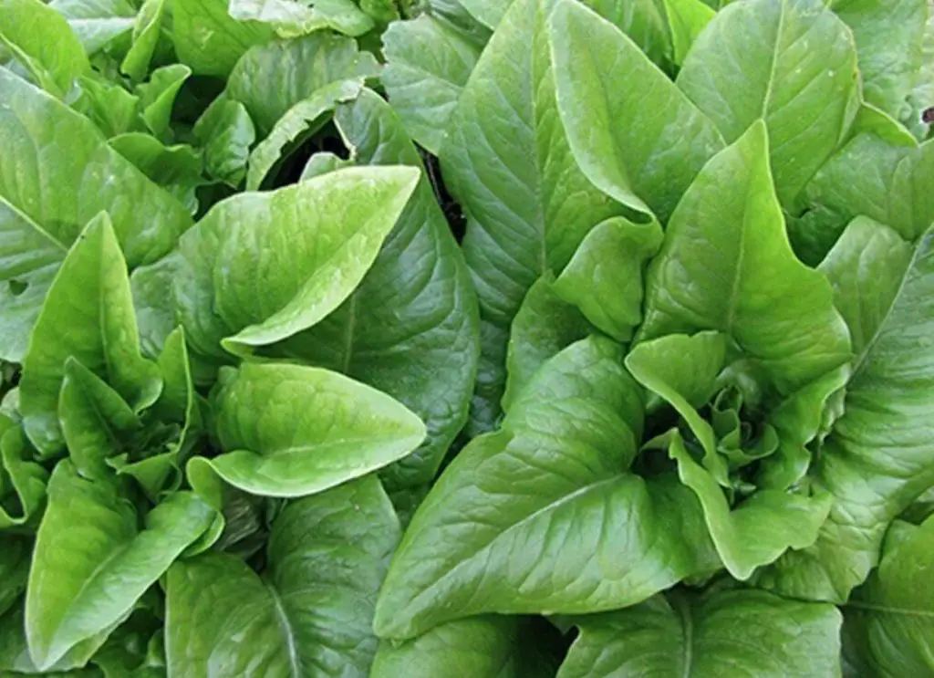 deer tongue lettuce