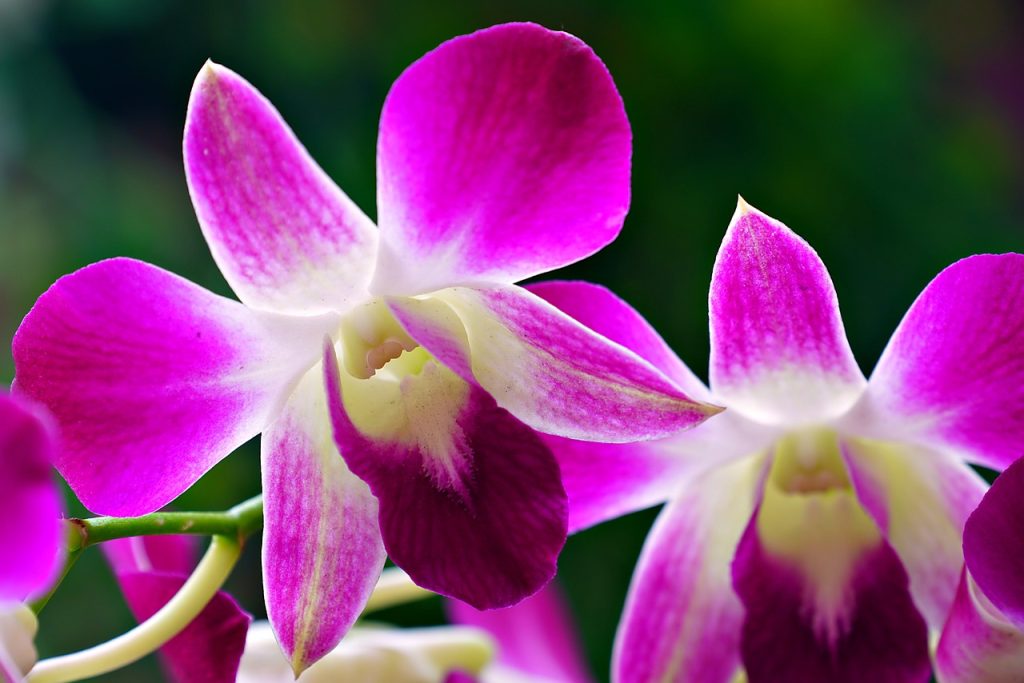 dendrobium orchids