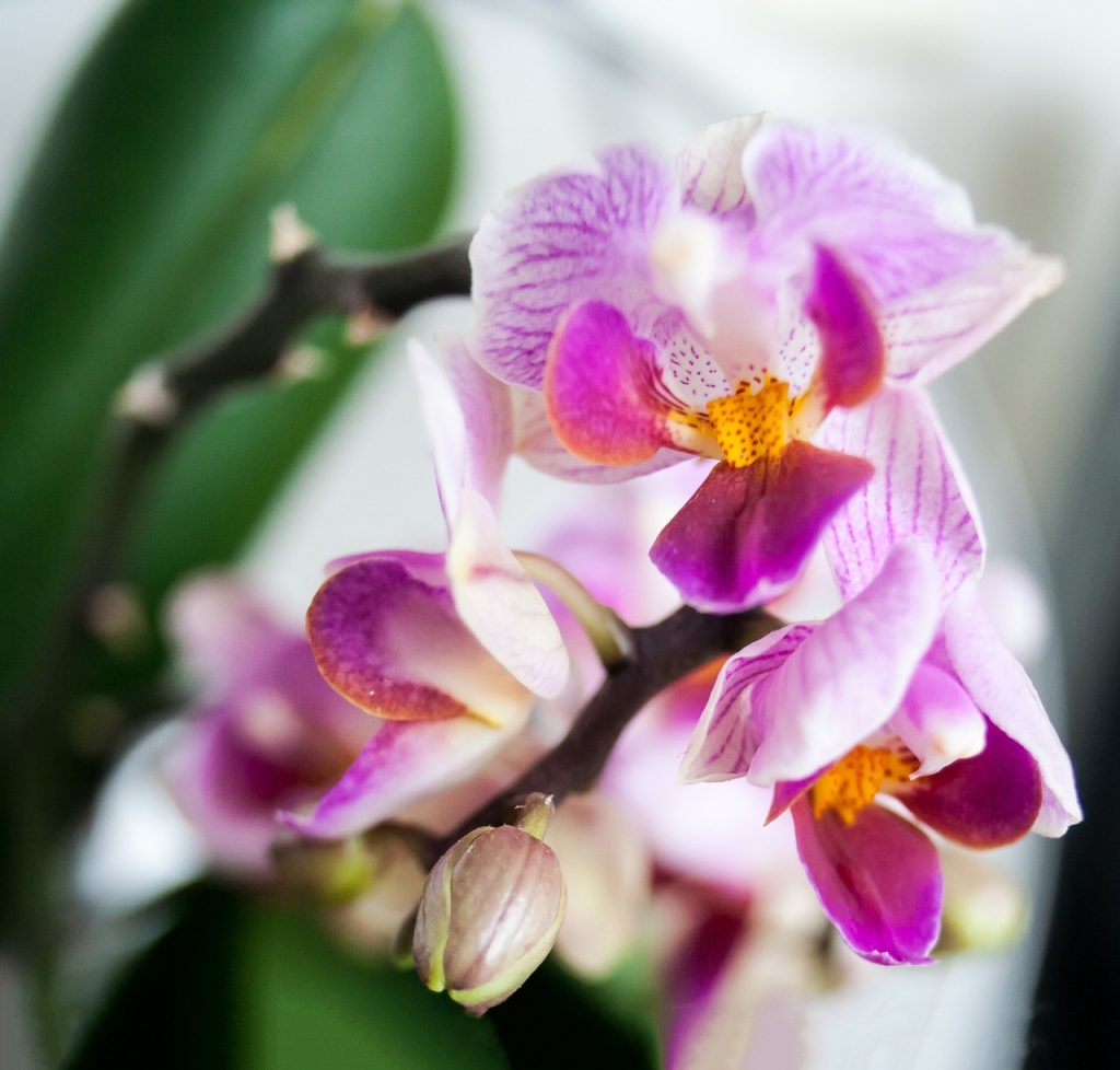 easter orchids