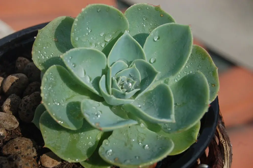 echeveria succulent