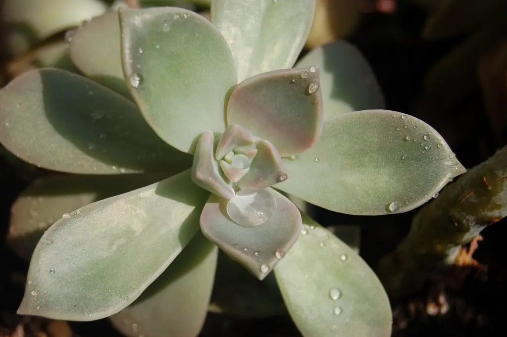 Graptopetalum succulent