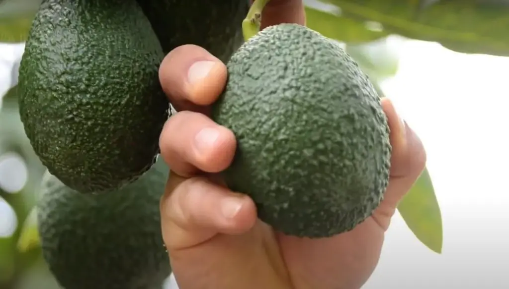 harvesting avacado