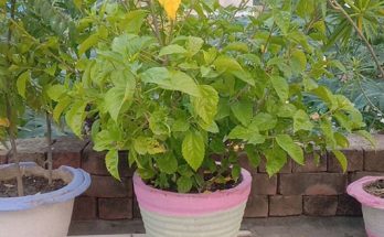 hibiscus leaves turn yellow