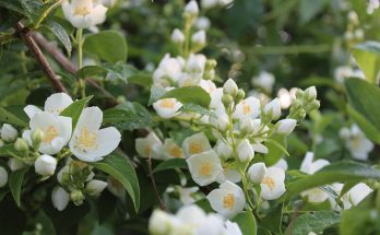 jasmine plants