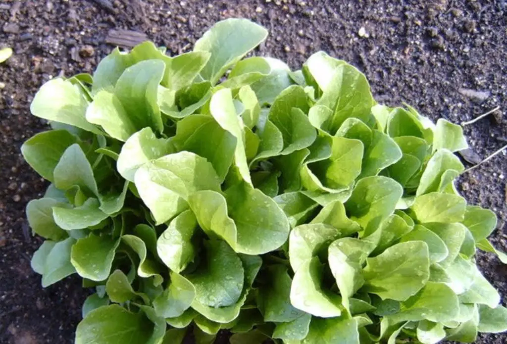 Lactuca Sativa Lettuce