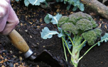 man-made broccoli