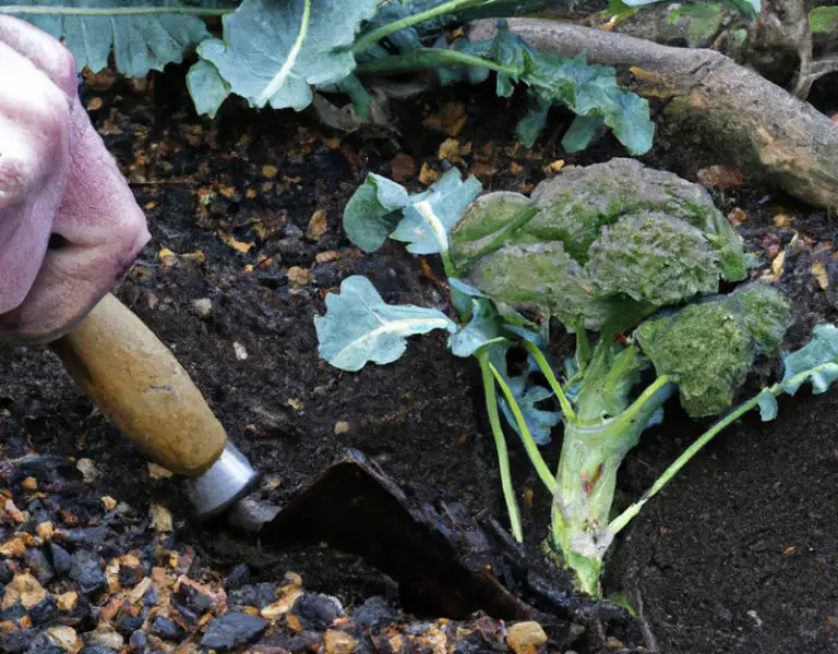 Is Broccoli ManMade or Natural? Amaze Vege Garden