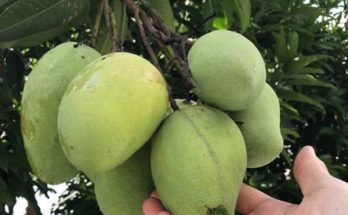 mangoes hanging on tree