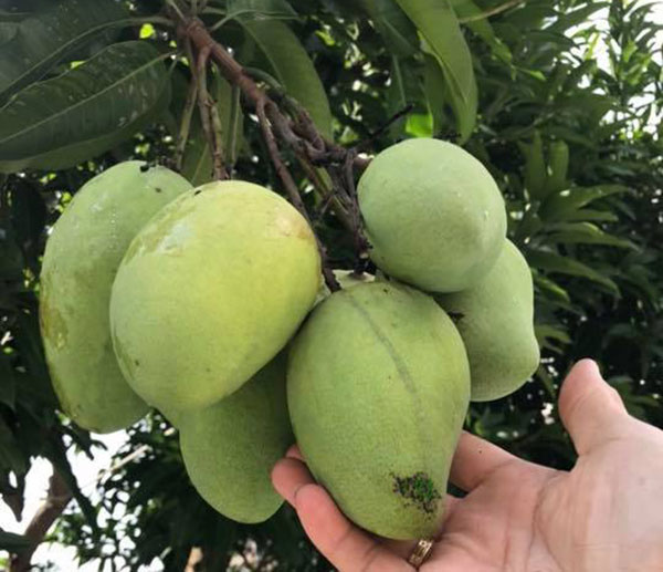 mangoes hanging on tree