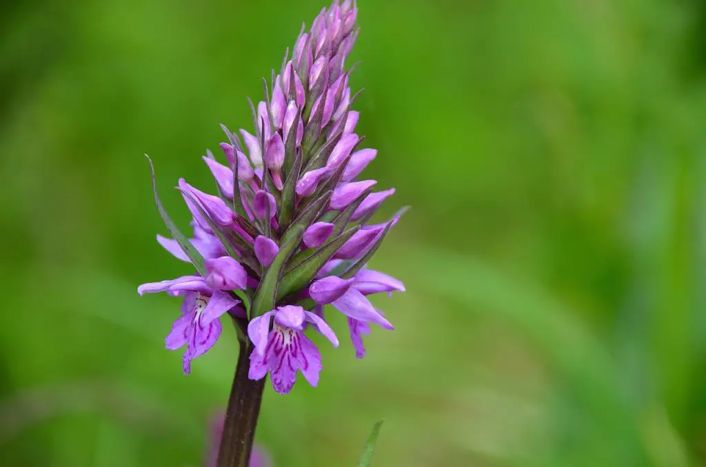 Marsh Orchids