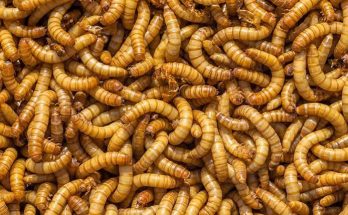 mealworms farming