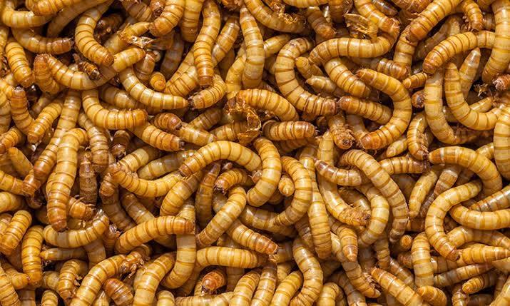 mealworms farming