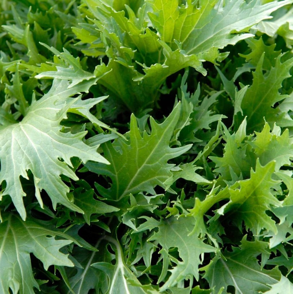 mizuna lettuce