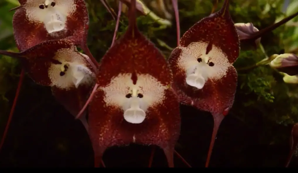 monkey faced orchid