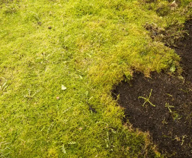 How To Get Rid Of Moss In Grass Amaze Vege Garden