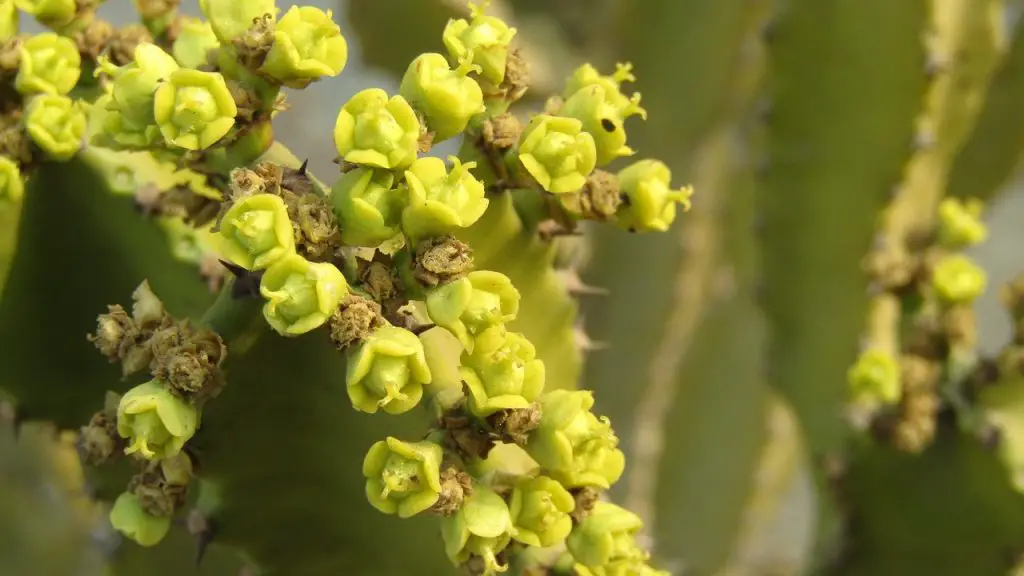 nesemanns euphorbia succulents