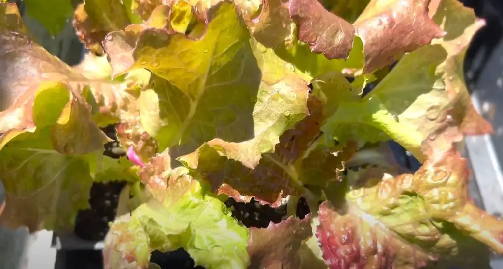 New Red Fire Lettuce