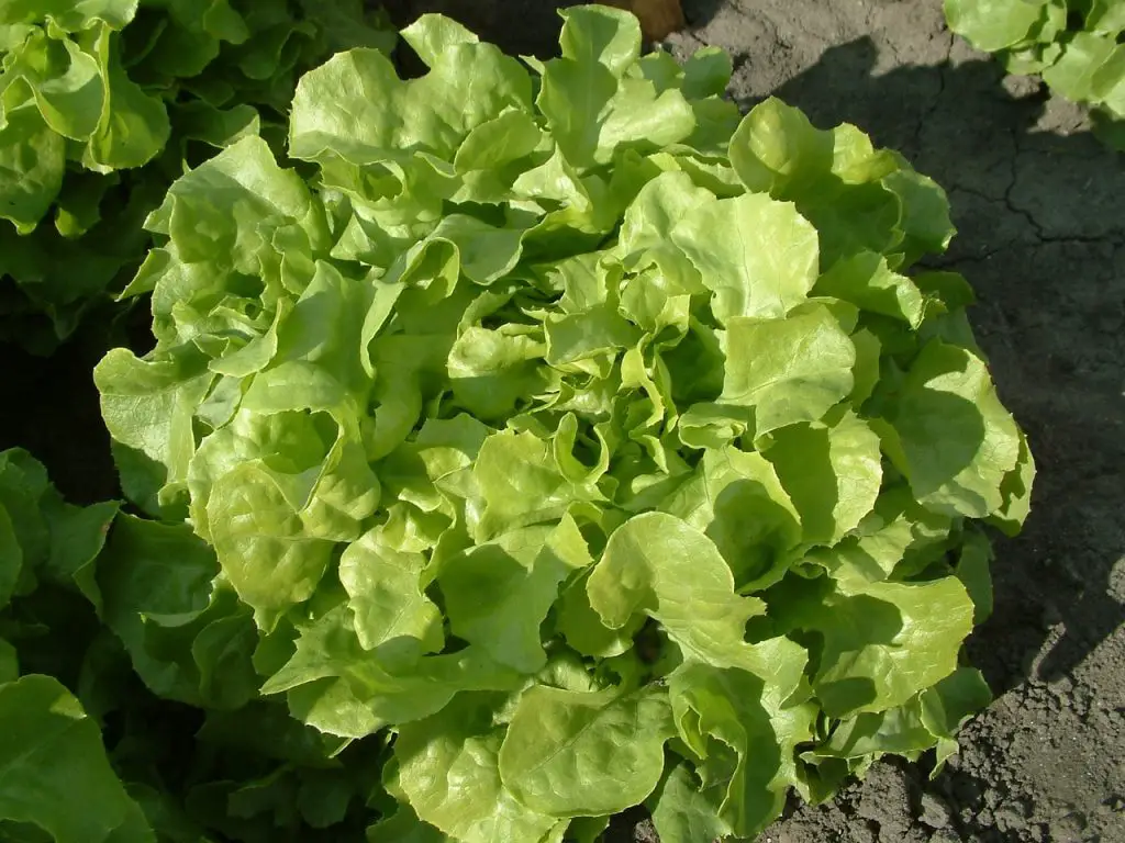 Oak Leaf Lettuce