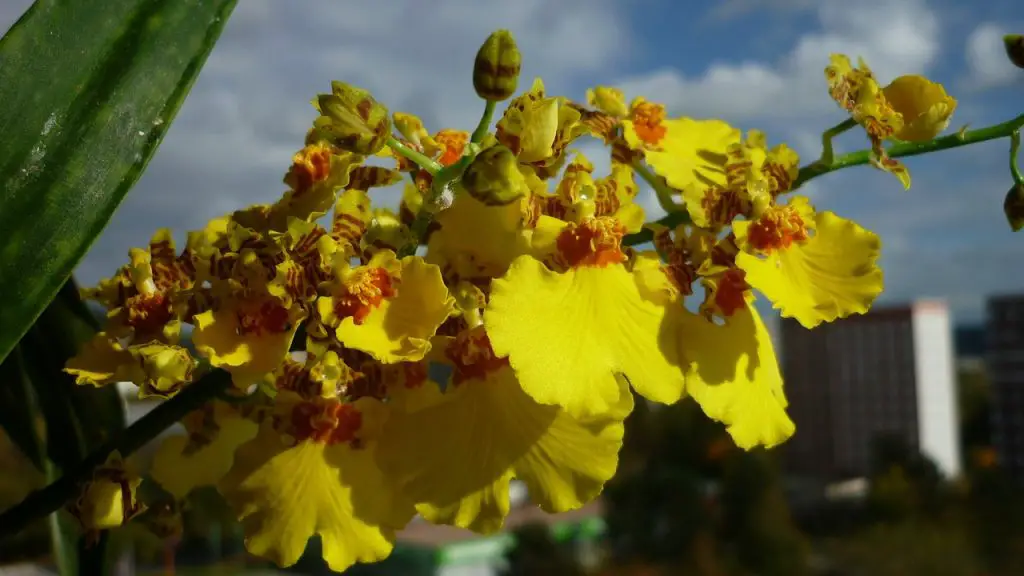 Oncidium orchids