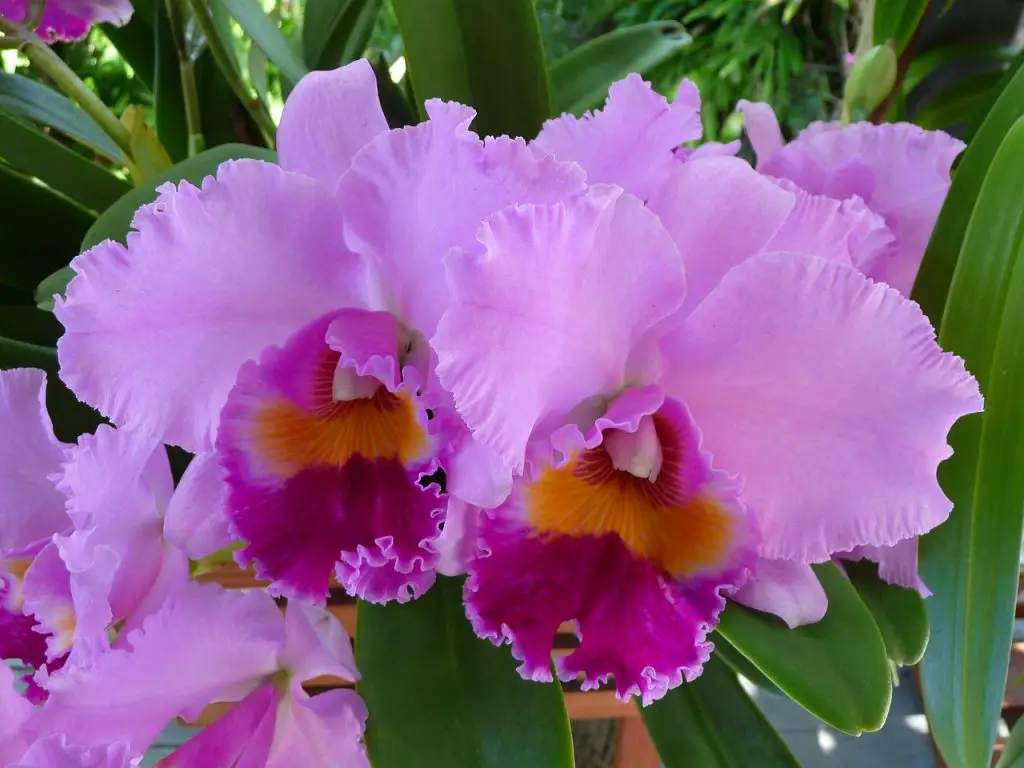 orchid cattleya flowers