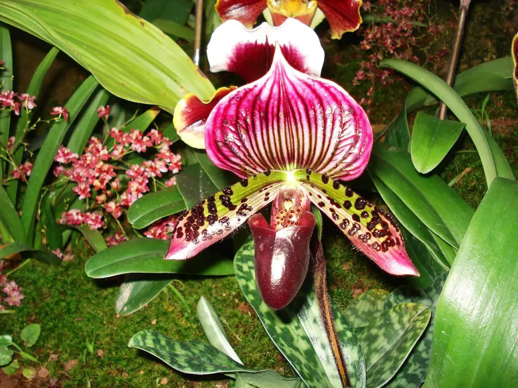paphiopedilum orchids