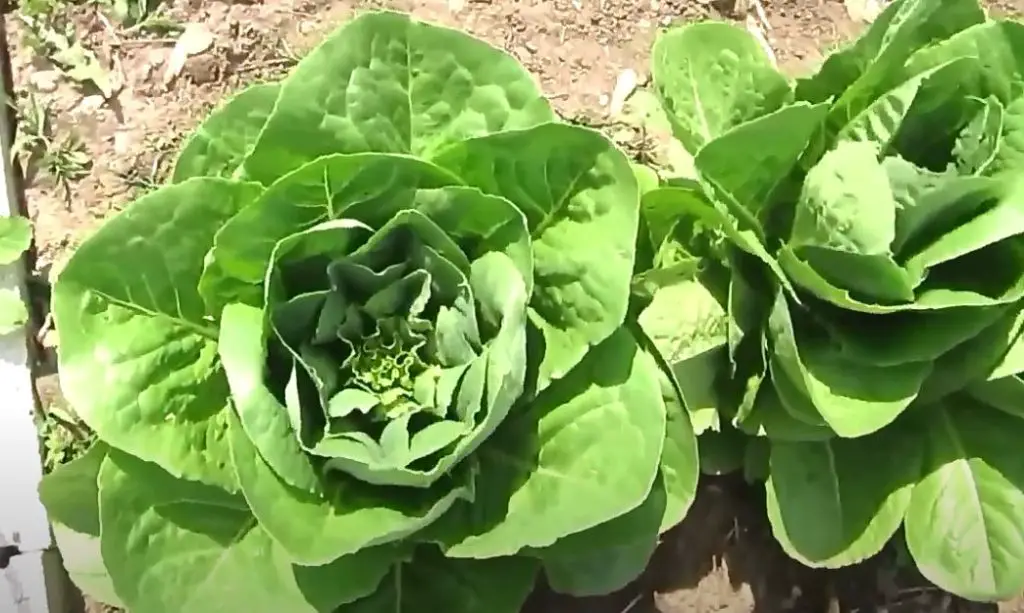 paris white lettuce