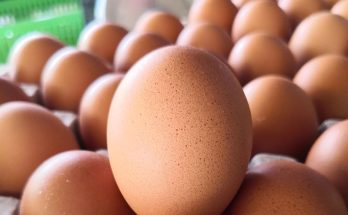 pasture raised eggs