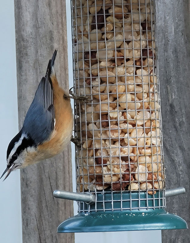 peanut bird feeder