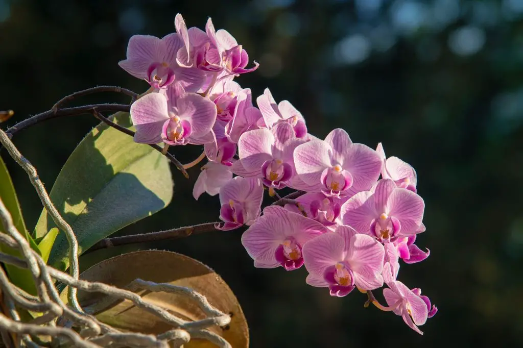 Phalaenopsis Orchids