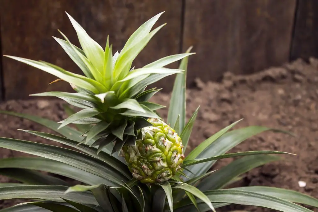 grow pineapple