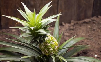 grow pineapple
