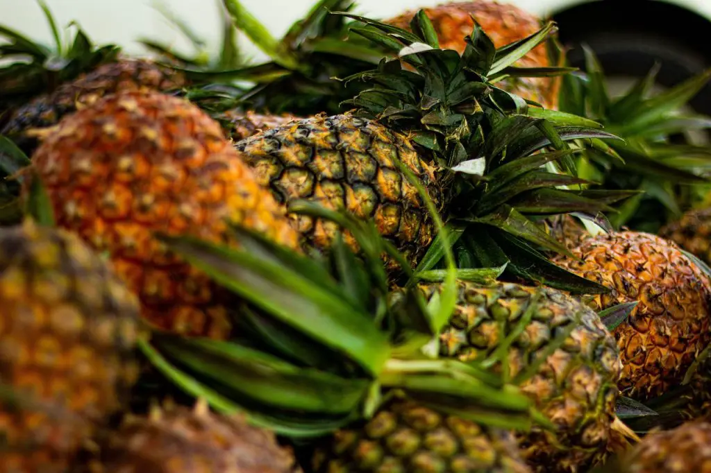 pineapples harvesting