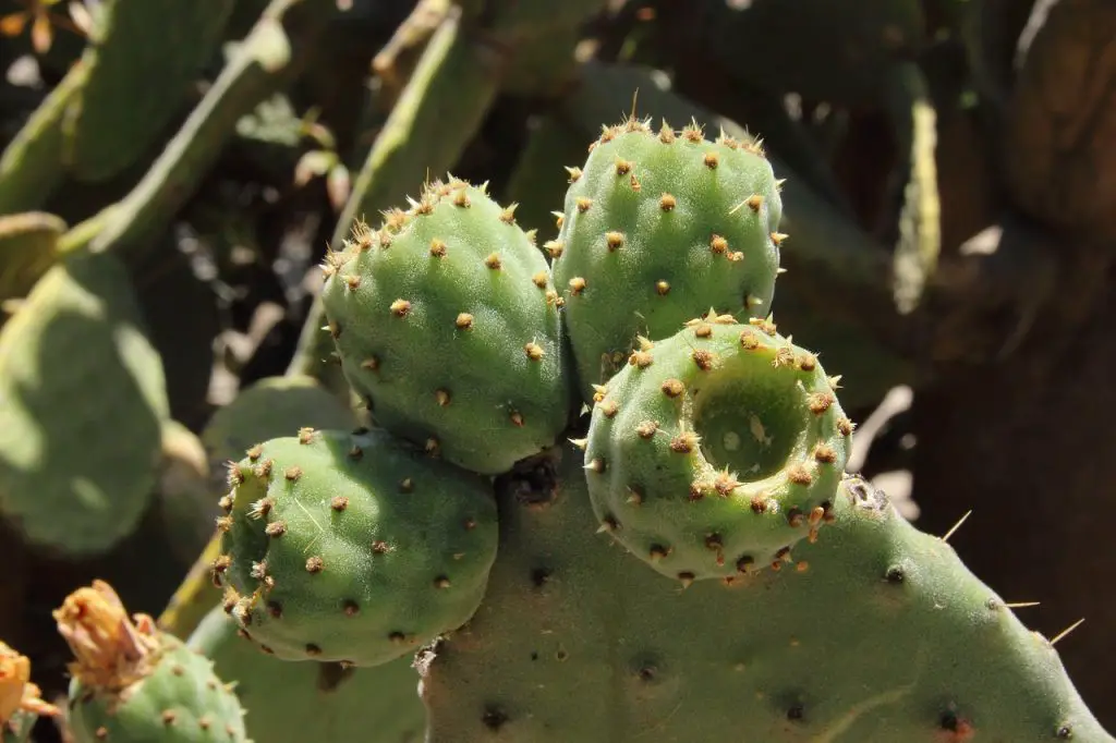  opuntia prickly pears