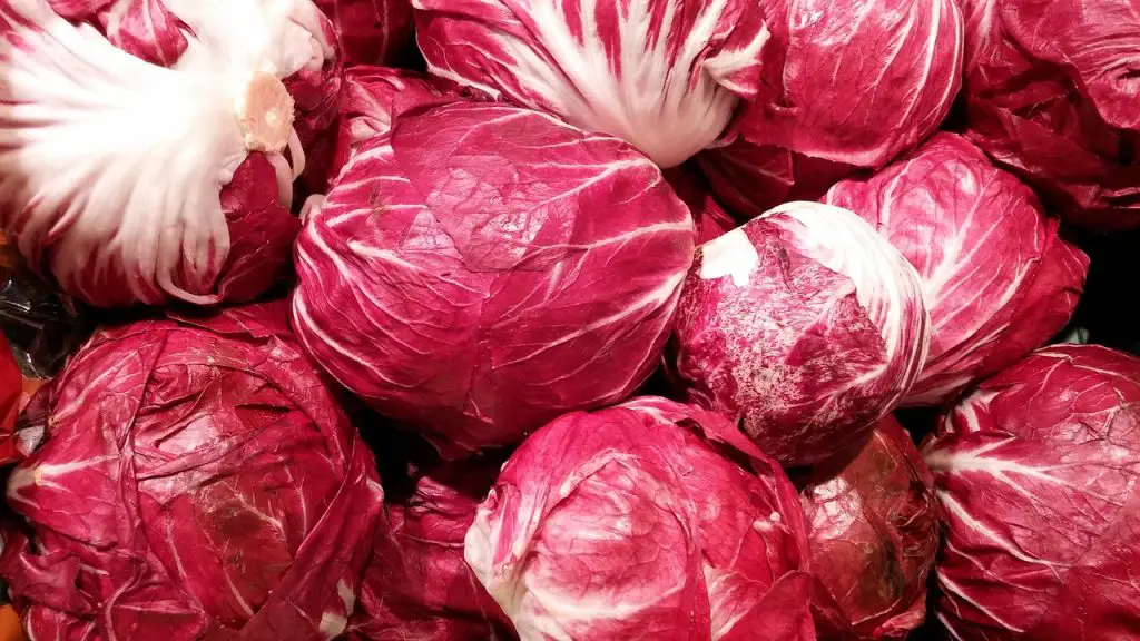 Radicchio Lettuce