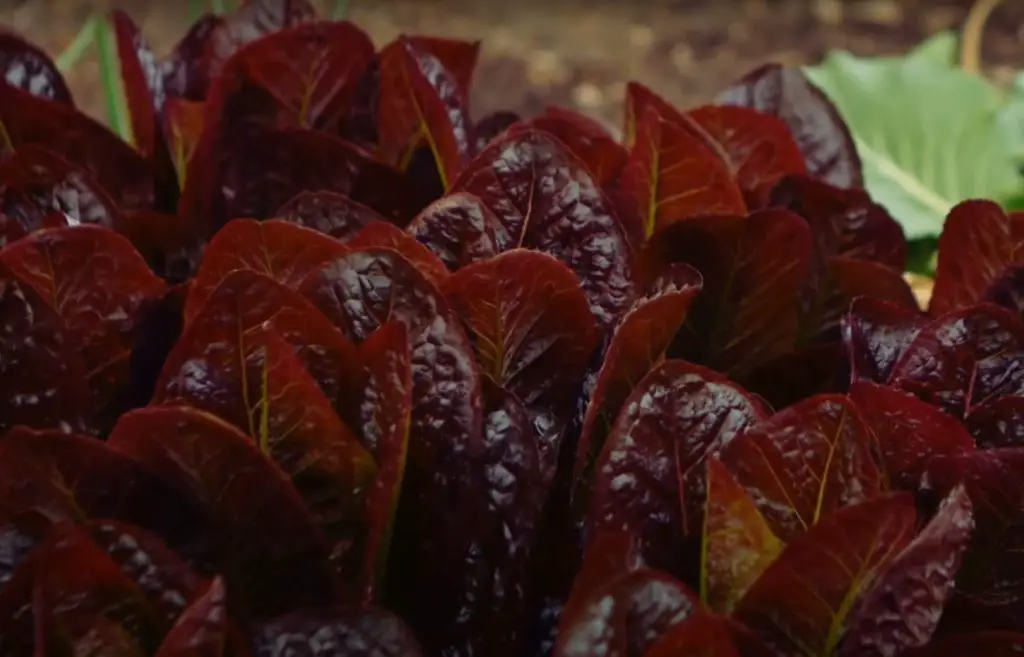 red sails lettuce