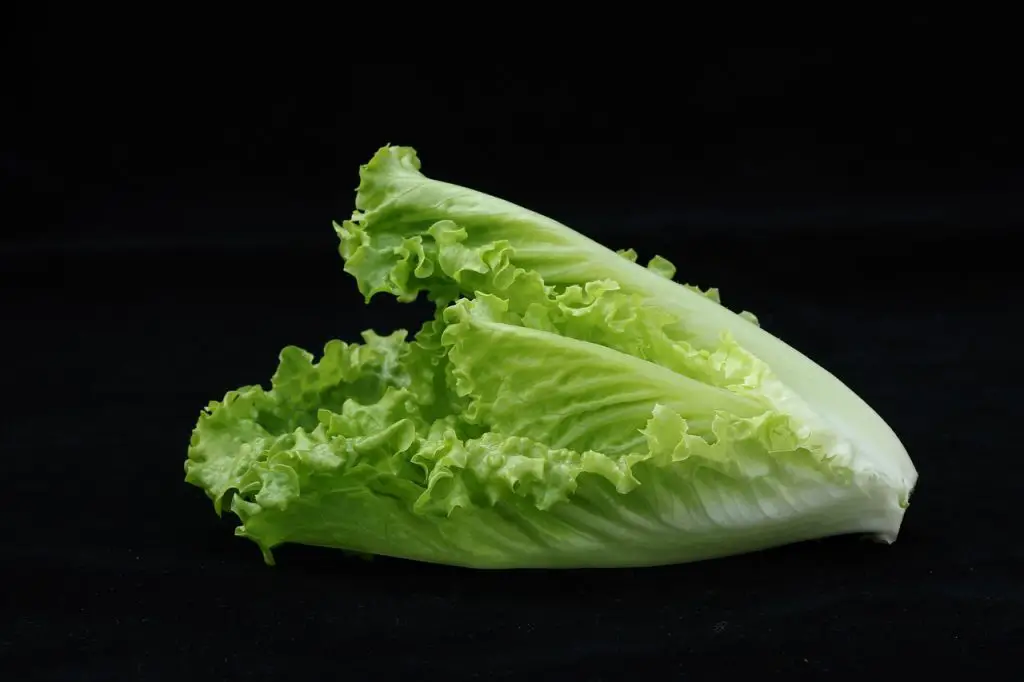 romaine lettuce