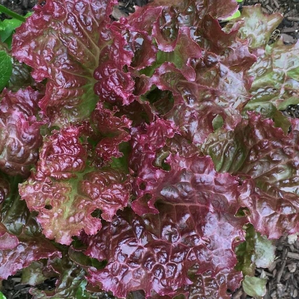 Ruby Streaks Lettuce