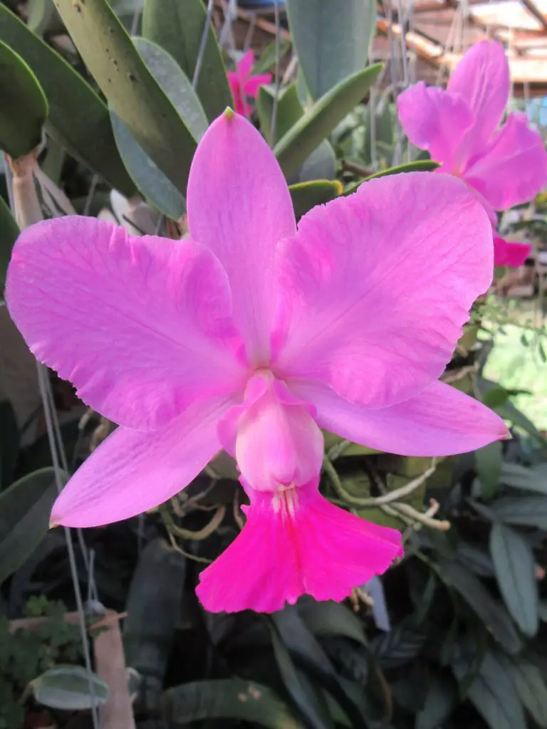 Scarlet Cattleya Orchid