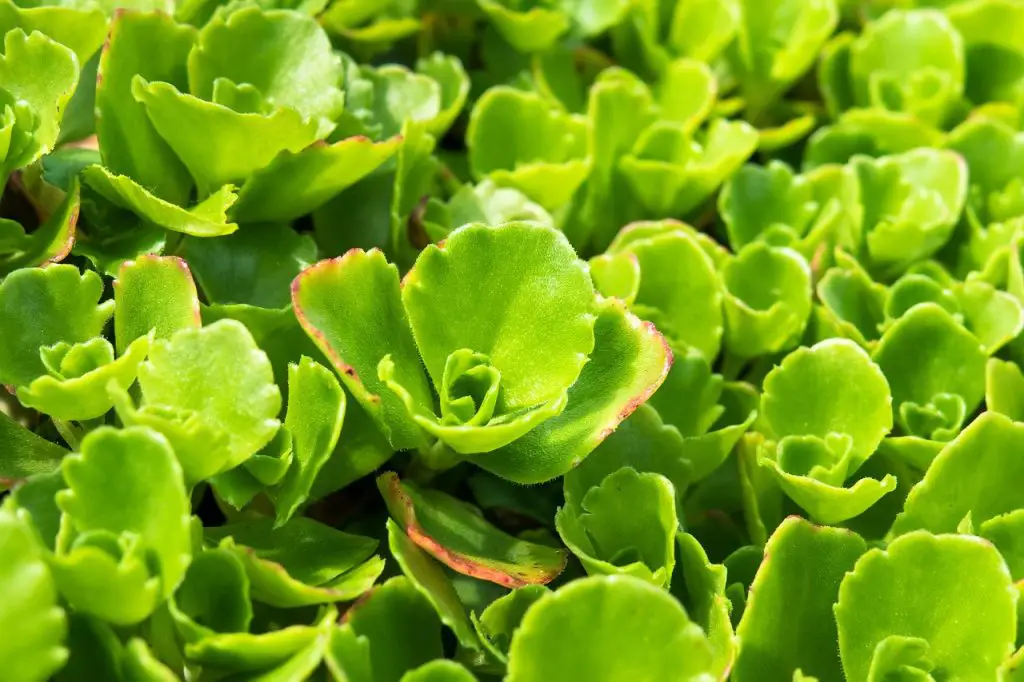 sedum stonecrop