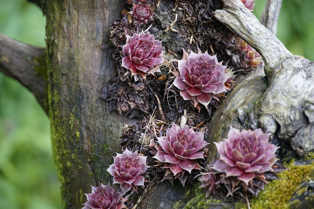 sempervivum known as hens and chicks