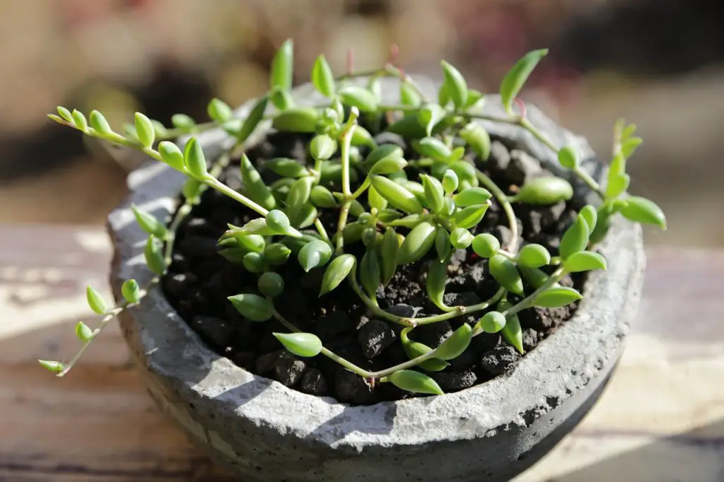 senecio succulent